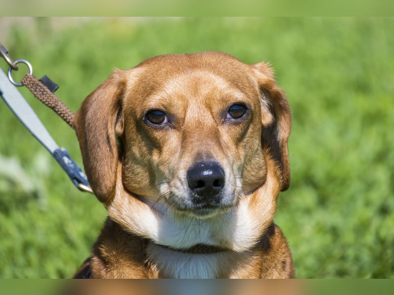 Karesz SI – kleiner Abenteurer mit großem Herz sucht sein Für-immer-Zuhause