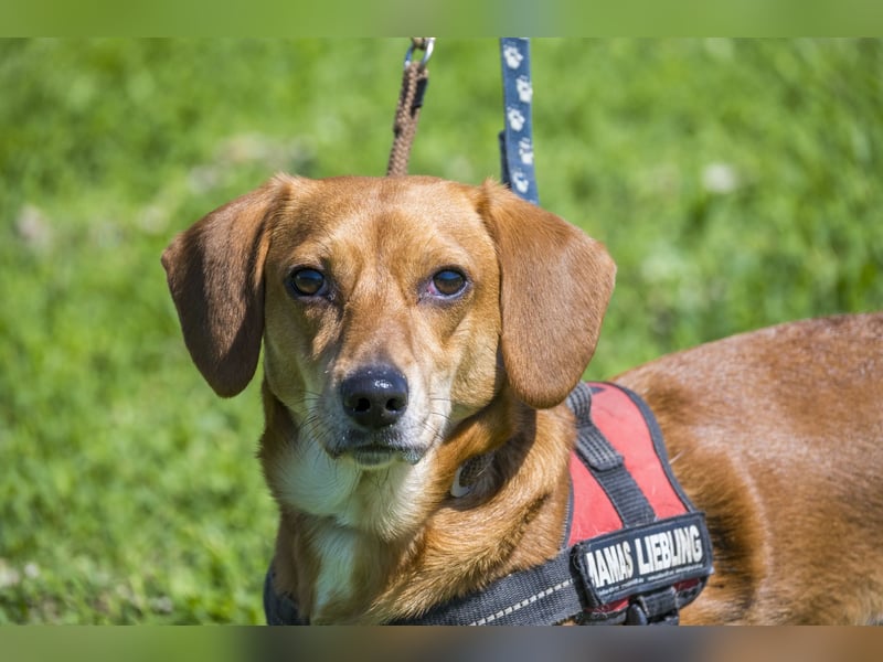 Karesz SI – kleiner Abenteurer mit großem Herz sucht sein Für-immer-Zuhause