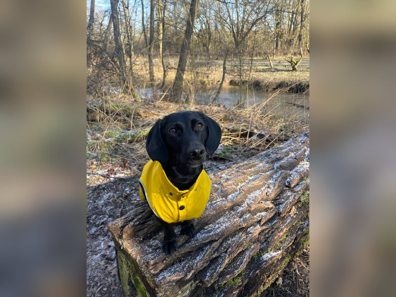 Sumi LM – Powerpaket auf der Suche nach ihrem Traumzuhause 