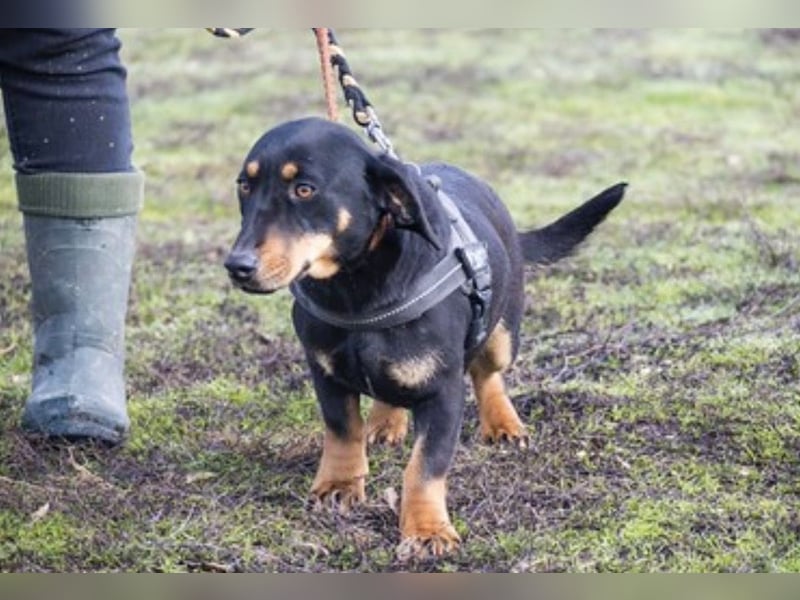 Tubi Si - Dackelmix-Mädel sucht Zuhause