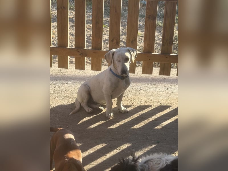 Simba – freundlicher Dackel-Mischling sucht liebevolle Familie für seinen Neustart 