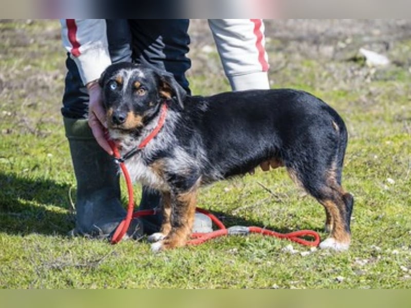 JAKOB (SI) – anhänglicher junger Dackel-Mix sucht sein Zuhause