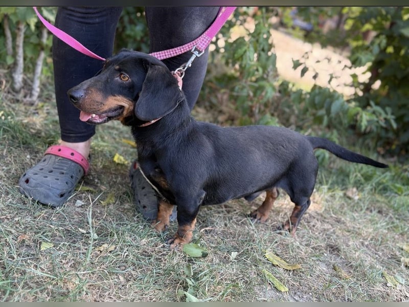 Maximus – Charmanter Dackel-Mix mit Persönlichkeit sucht seine Menschen 