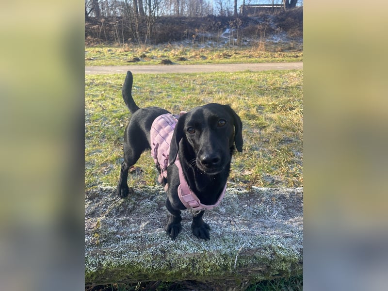 Sumi LM – Powerpaket auf der Suche nach ihrem Traumzuhause 