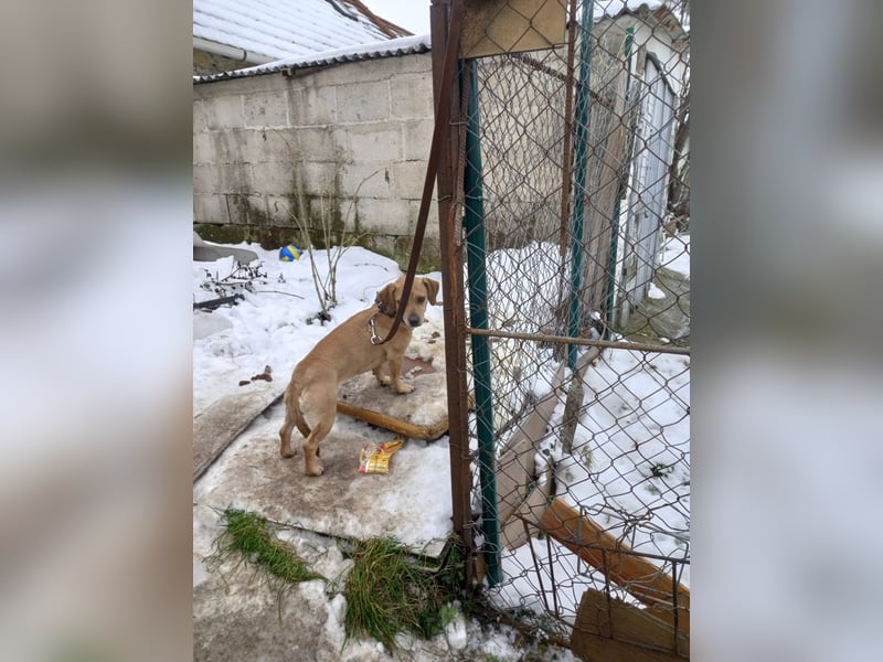 Ügyi VA – Kleine Hundedame auf der Suche nach ihrem sicheren Zuhause 