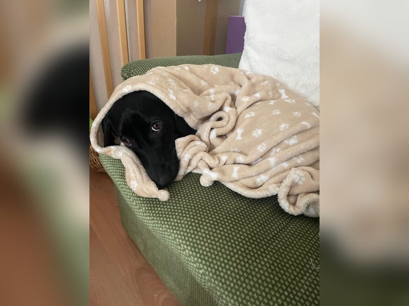 Sumi LM – Powerpaket auf der Suche nach ihrem Traumzuhause 