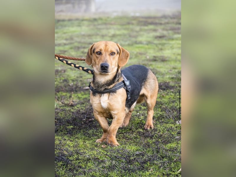 Marsall Si- kleiner Dackelmix möchte gerne warmes Körbchen beziehen