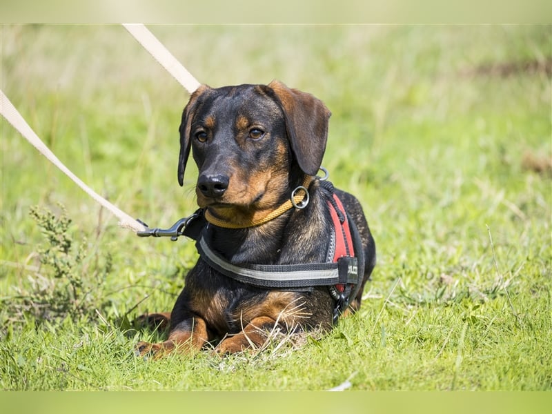 Bütyök-SI – Kleiner Angsthase sucht sicheren Hafen