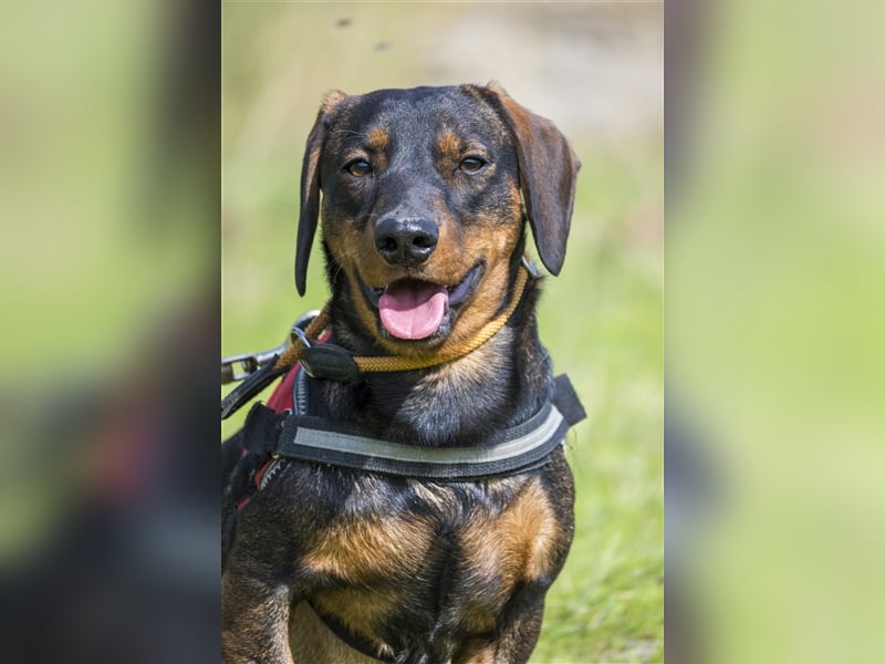 Bütyök-SI – Kleiner Angsthase sucht sicheren Hafen