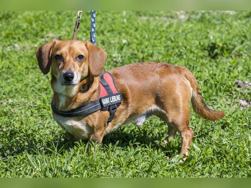 Karesz SI – kleiner Abenteurer mit großem Herz sucht sein Für-immer-Zuhause