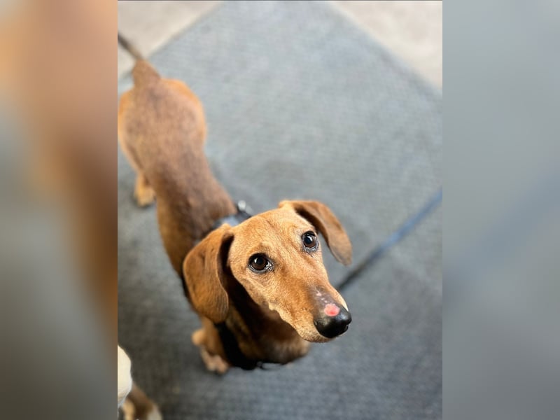 Tutaj – Kleiner Dackelmann sucht sein Für-immer-Zuhause