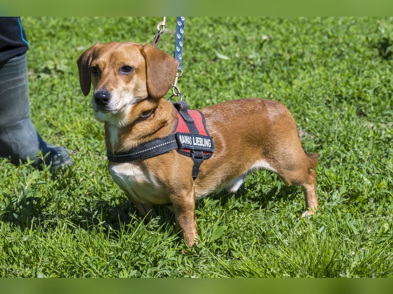Karesz SI – kleiner Abenteurer mit großem Herz sucht sein Für-immer-Zuhause