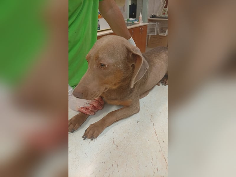 Kessi-Barna – ein Herzenshund auf dem Weg ins Glück 