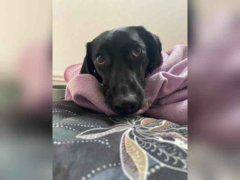 Sumi LM – Powerpaket auf der Suche nach ihrem Traumzuhause 