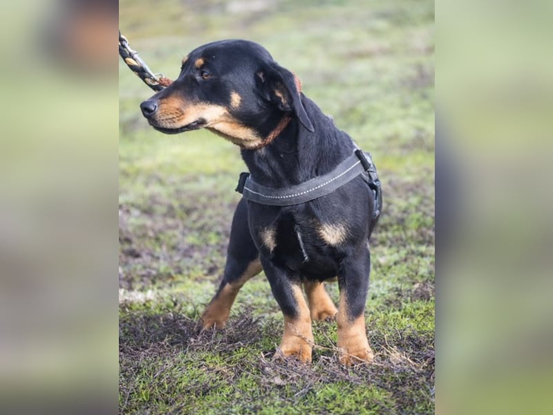 Tubi Si - Dackelmix-Mädel sucht Zuhause