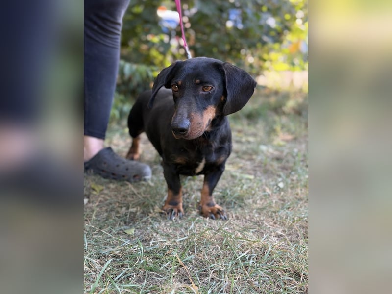 Maximus – Charmanter Dackel-Mix mit Persönlichkeit sucht seine Menschen 