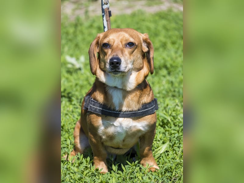 Karesz SI – kleiner Abenteurer mit großem Herz sucht sein Für-immer-Zuhause