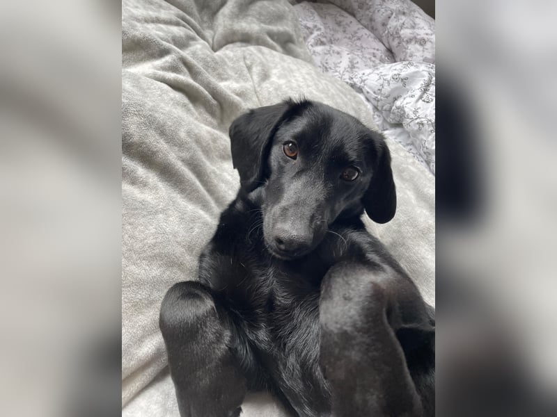 Sumi LM – Powerpaket auf der Suche nach ihrem Traumzuhause 