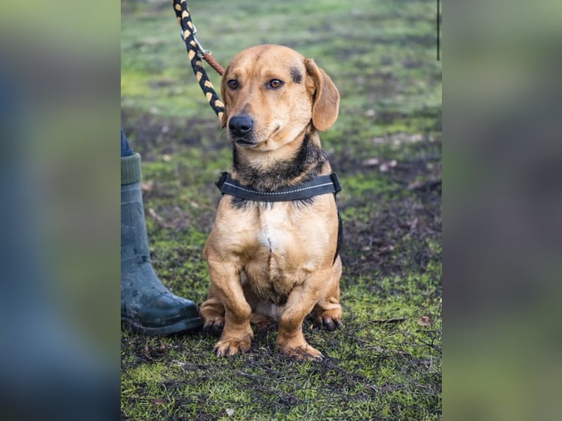 Marsall Si- kleiner Dackelmix möchte gerne warmes Körbchen beziehen