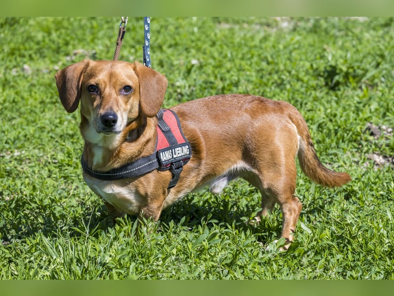 Karesz SI – kleiner Abenteurer mit großem Herz sucht sein Für-immer-Zuhause