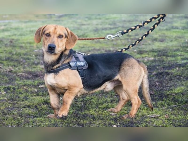 Marsall Si- kleiner Dackelmix möchte gerne warmes Körbchen beziehen