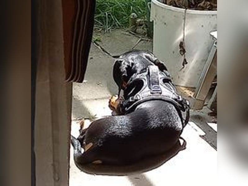 Süßer Wiener Dackel Deckrüde