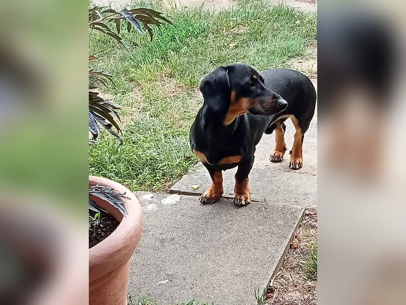 Süßer Wiener Dackel Deckrüde