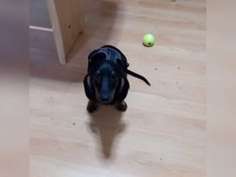 Süßer Wiener Dackel Deckrüde