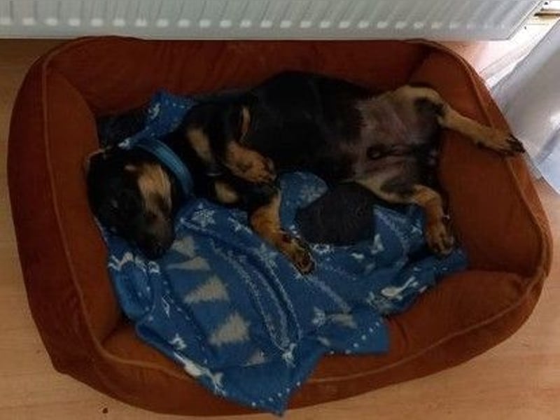 Süßer Wiener Dackel Deckrüde