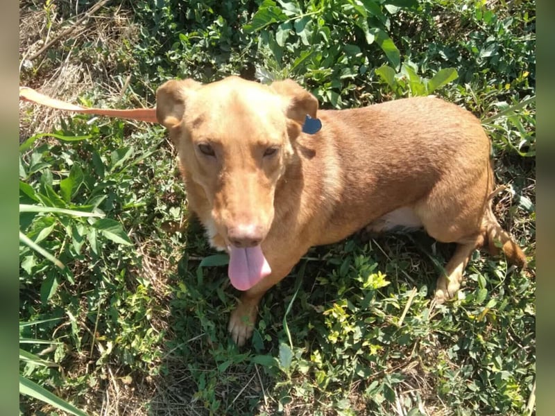 Schönes Zuhause für Dackel-Mix-Girl „SALLY“ gesucht