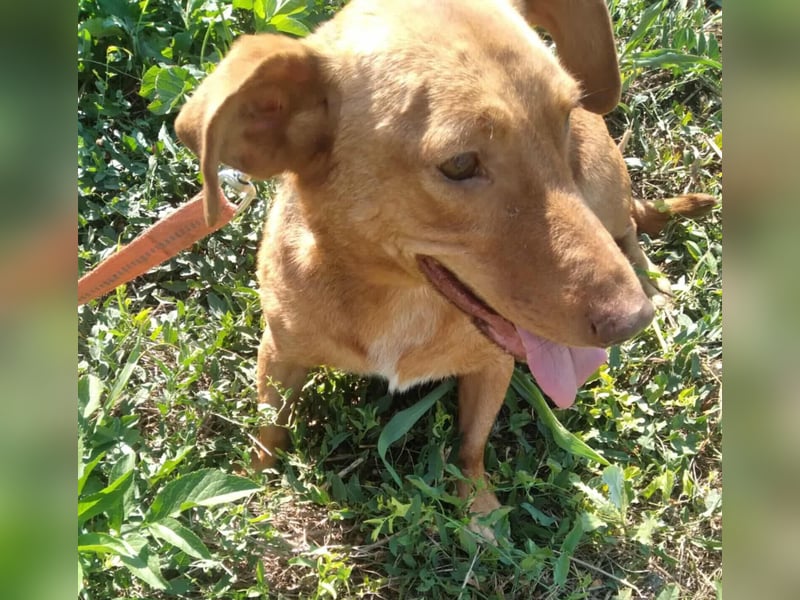 Schönes Zuhause für Dackel-Mix-Girl „SALLY“ gesucht