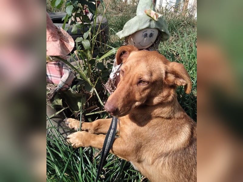Schönes Zuhause für Dackel-Mix-Girl „SALLY“ gesucht