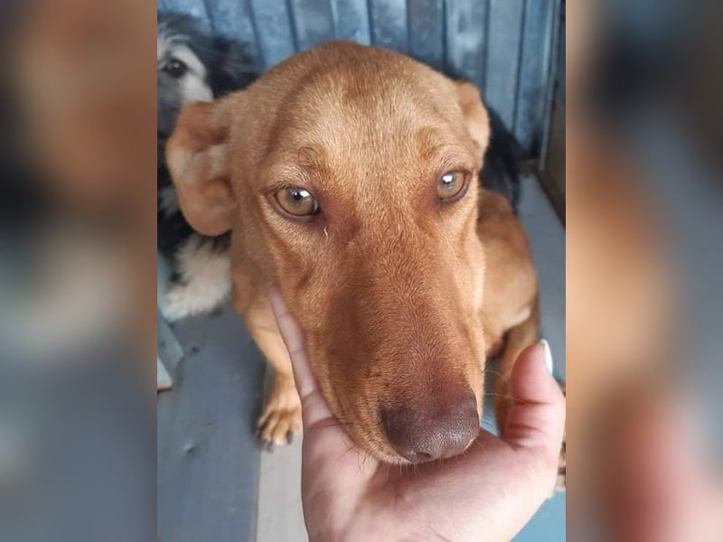 Schönes Zuhause für Dackel-Mix-Girl „SALLY“ gesucht