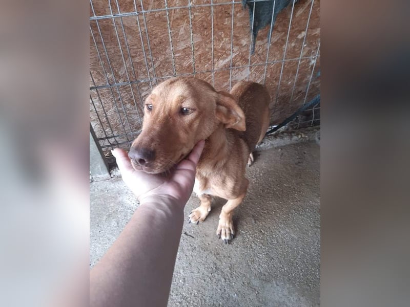 Schönes Zuhause für Dackel-Mix-Girl „SALLY“ gesucht