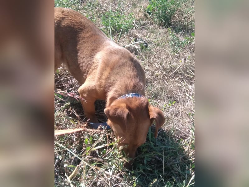 Schönes Zuhause für Dackel-Mix-Girl „SALLY“ gesucht