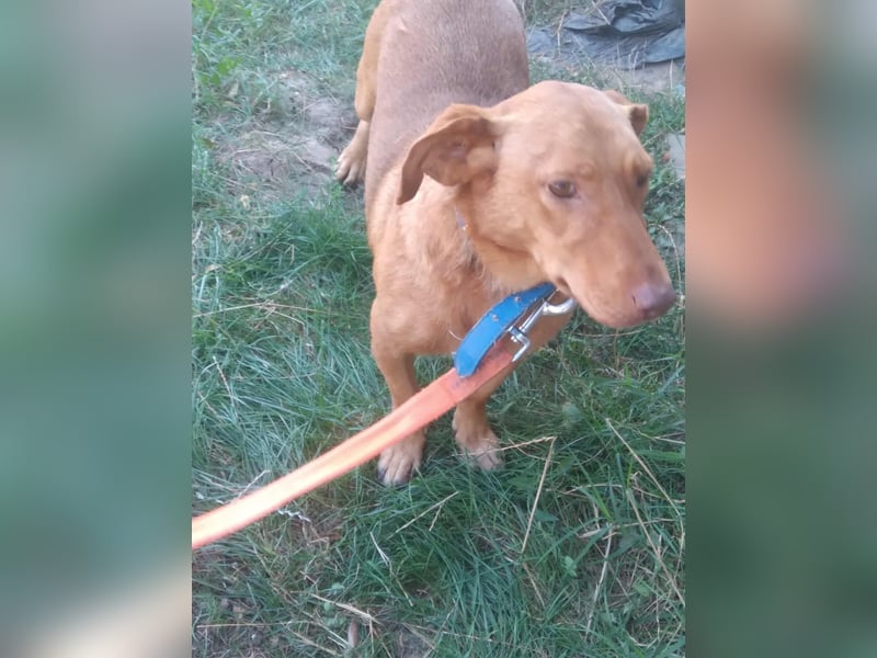 Schönes Zuhause für Dackel-Mix-Girl „SALLY“ gesucht