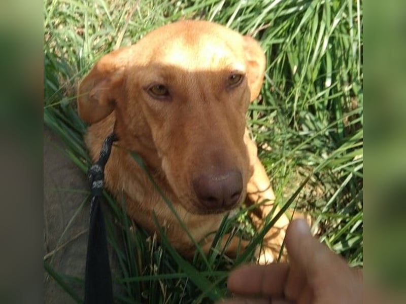 Schönes Zuhause für Dackel-Mix-Girl „SALLY“ gesucht