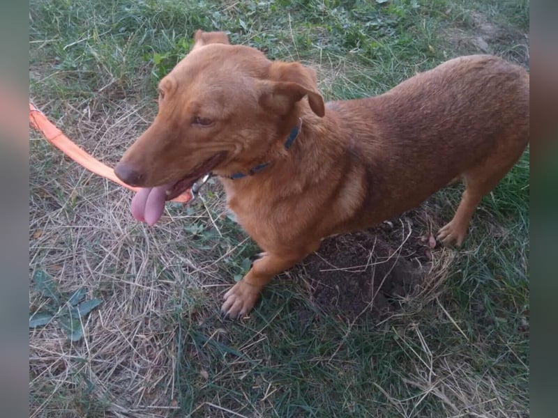 Schönes Zuhause für Dackel-Mix-Girl „SALLY“ gesucht