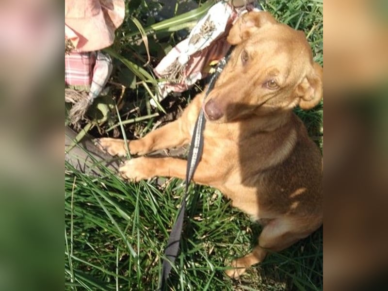 Schönes Zuhause für Dackel-Mix-Girl „SALLY“ gesucht
