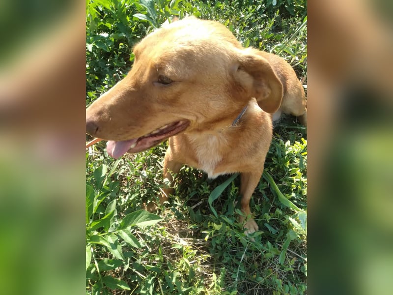 Schönes Zuhause für Dackel-Mix-Girl „SALLY“ gesucht