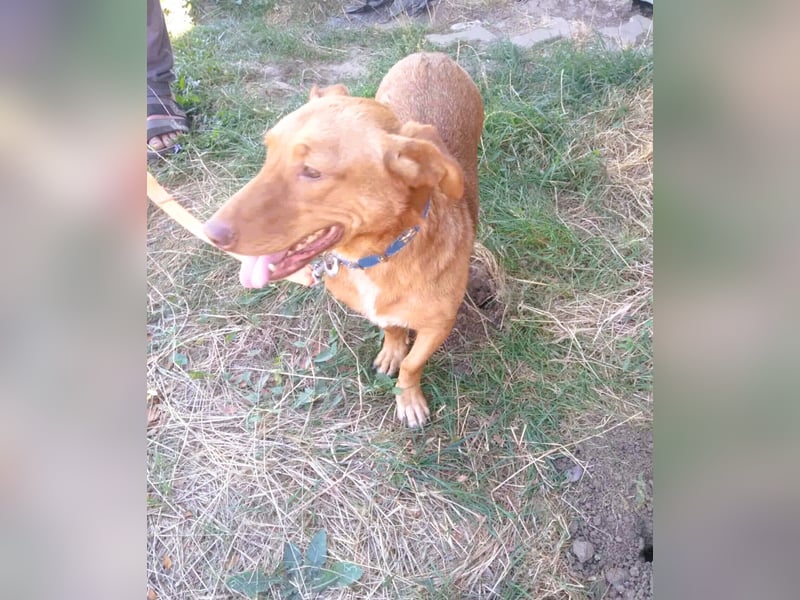 Schönes Zuhause für Dackel-Mix-Girl „SALLY“ gesucht