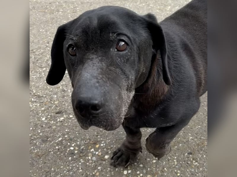 DARUN - LEBENSABEND GESUCHT