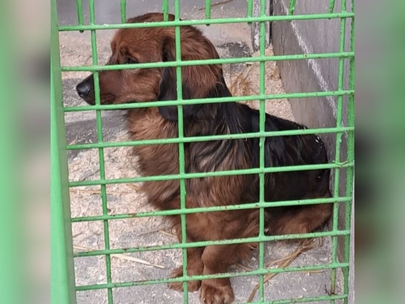 TOOPPER - LIEF FREI HERUM