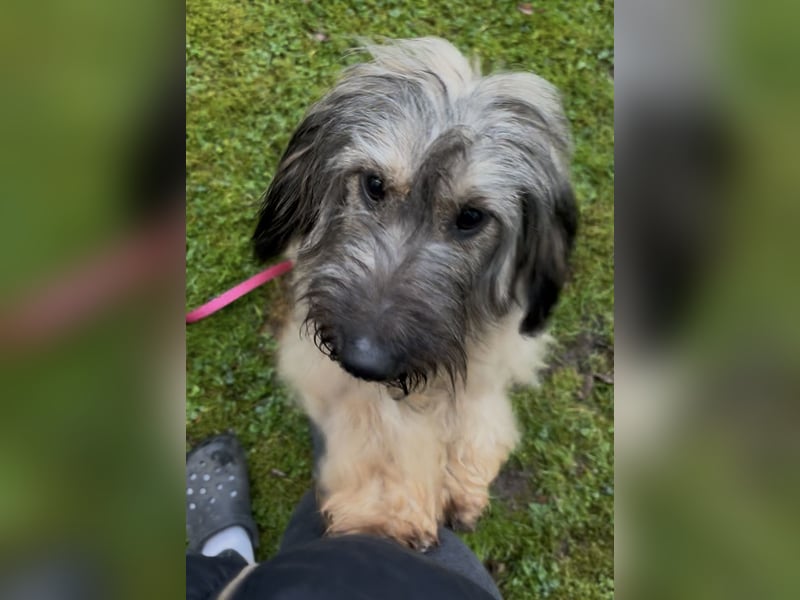 Csomi sucht einen Kuschelplatz