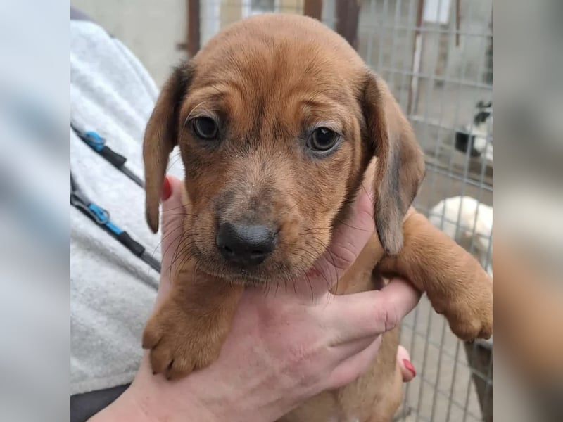 NALA - SÜßER DACKELWELPE