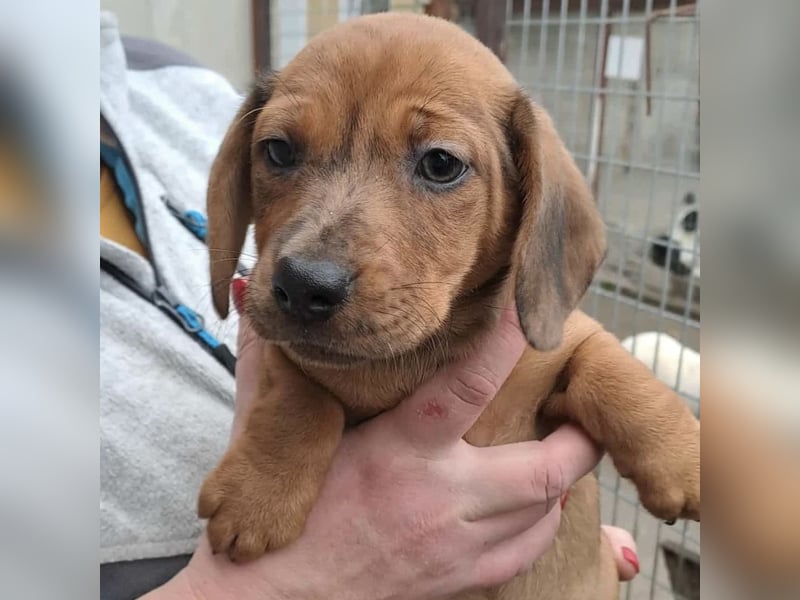 NALA - SÜßER DACKELWELPE