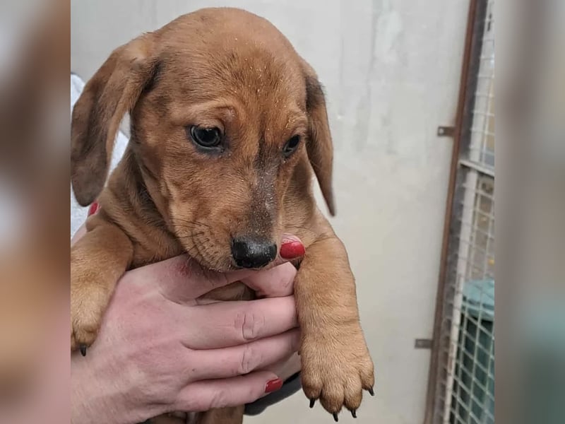 CLEO SUCHT FÜR-IMMER-ZUHAUSE