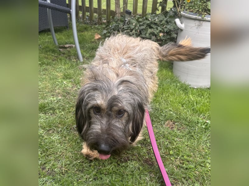 Csomi sucht einen Kuschelplatz