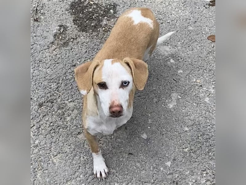 DACKEL SUSHI SUCHT IHR ZUHAUSE