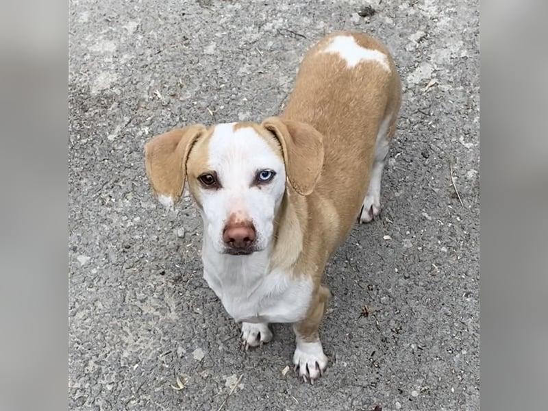 DACKEL SUSHI SUCHT IHR ZUHAUSE